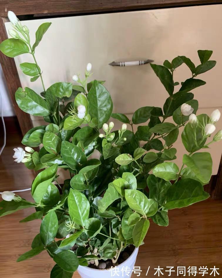 茉莉|茉莉叶子发黄,分不同的情况,对症下药,改善叶子发黄问题!