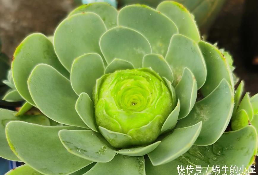 多肉山地玫瑰夏季都会休眠，那么什么时候给它们断水比较合适呢？