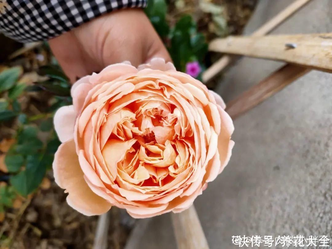 门前不栽竹,门后不留树,老祖宗传下来的养花谚语,特别准