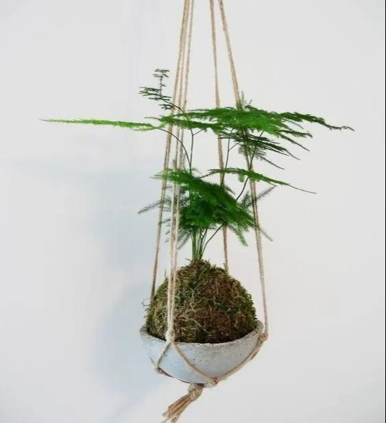 室内绿植种花不用盆，揉一个小球吊起来就让家里美翻