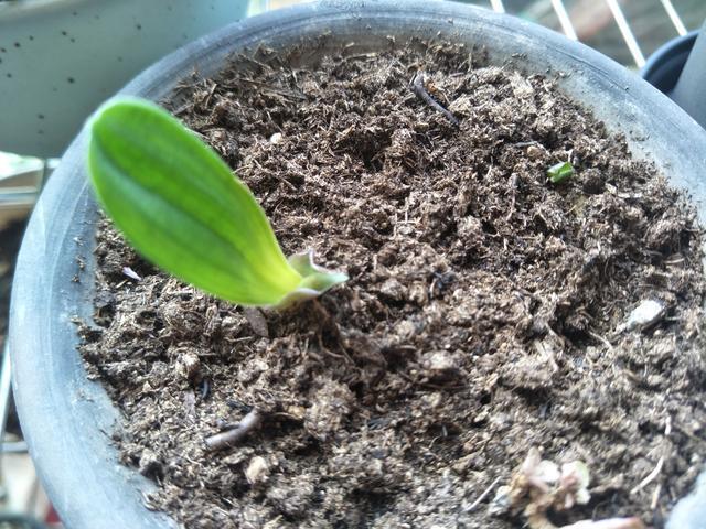 光照|君子兰不长,主要有4方面原因,解决办法很简单