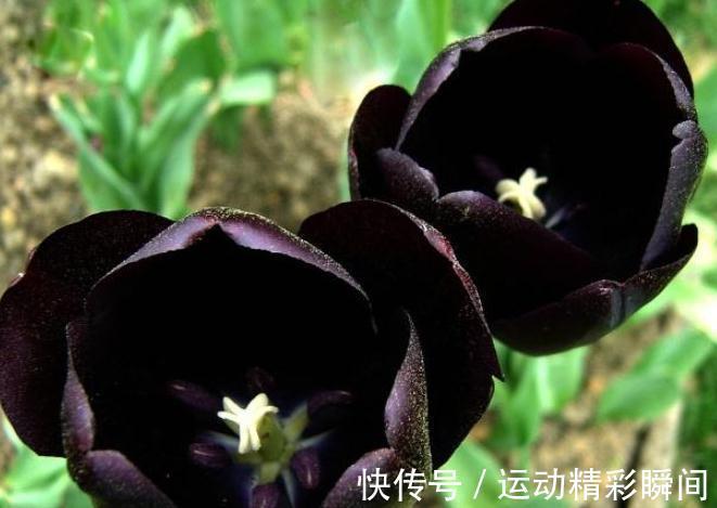 越漂亮的花越神秘，这10种花，都有一个美丽的传说