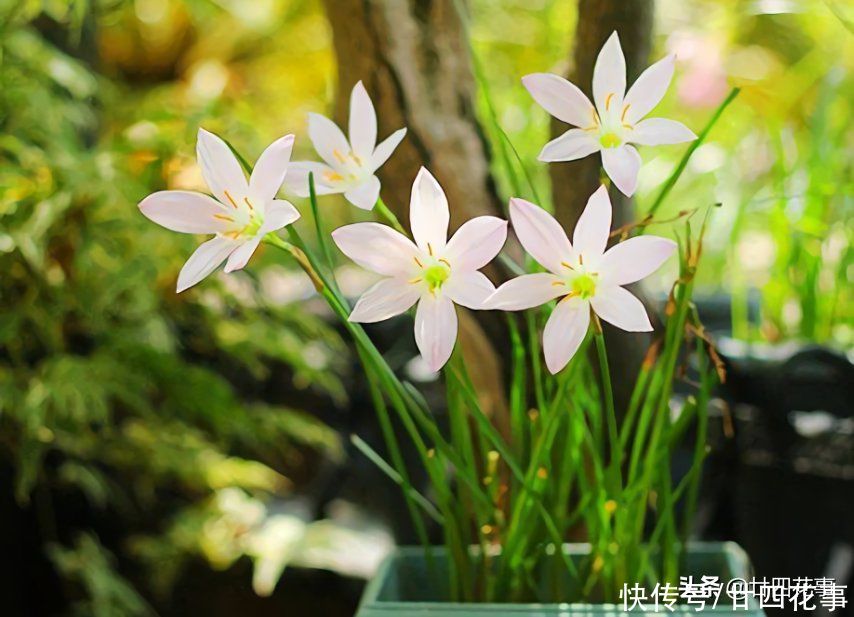 太阳花|懂花的人,喜欢在夏天养10种花,有香有色,越热长得越欢实