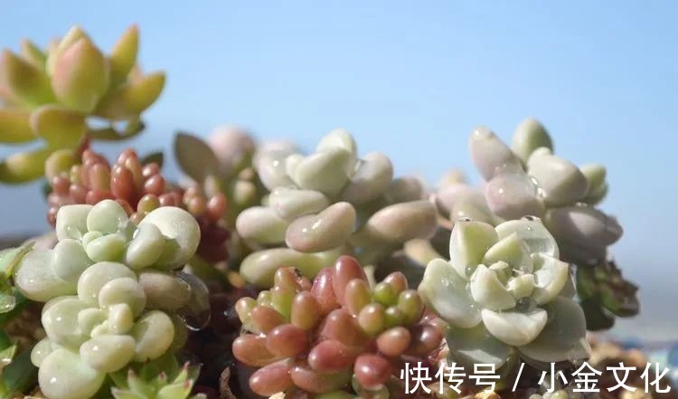 以阳光为滤镜,蓝天为背景,期待拥抱春天,拥抱自然!