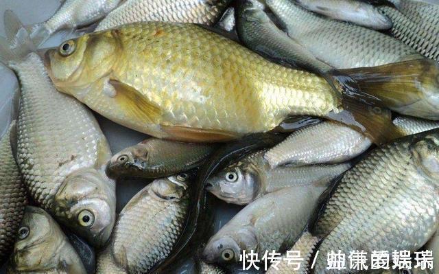 记忆力|这4种鱼平时尽量少吃,或携带甲醛和重金属,看看你吃过吗