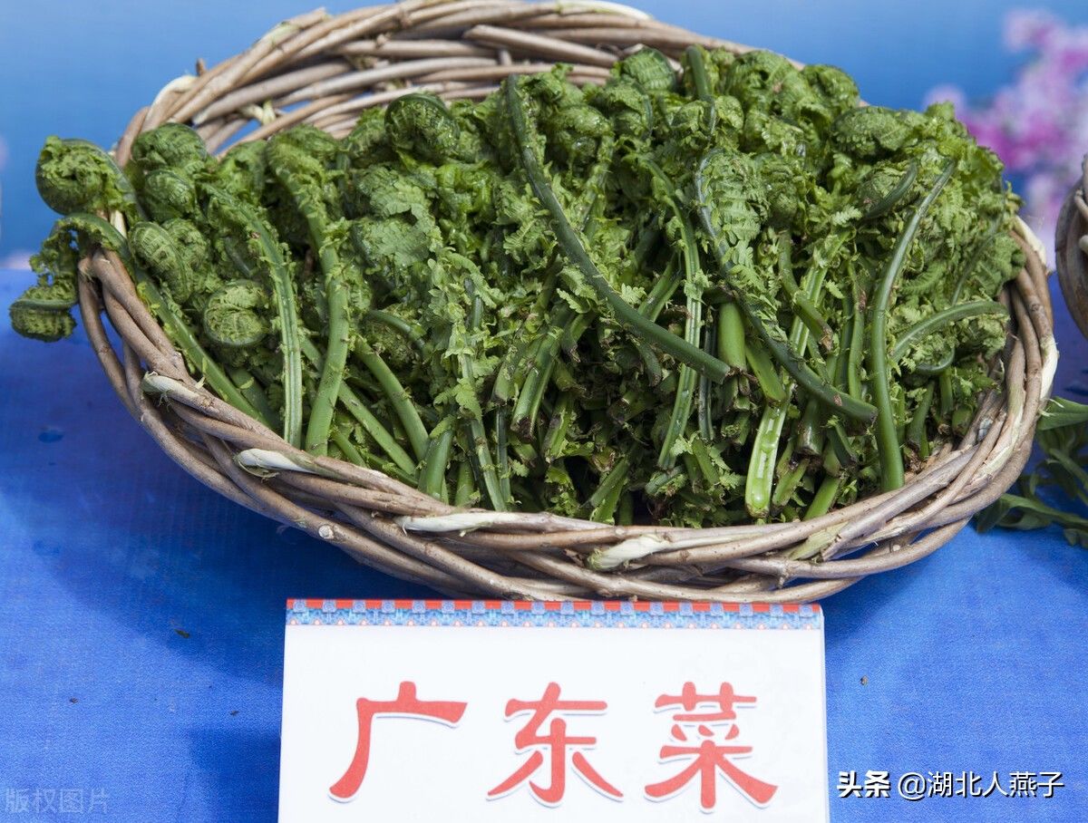 野菜|49种野菜大图片,带你见识不同的野菜和吃法,你想要的野菜这里有