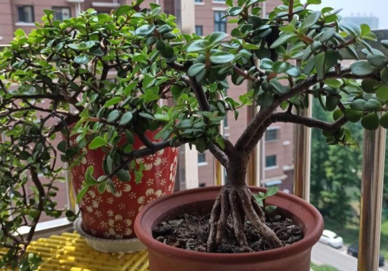 养护|养金枝玉叶,按“这”方法盆栽,枝叶长得旺,极具观赏价值