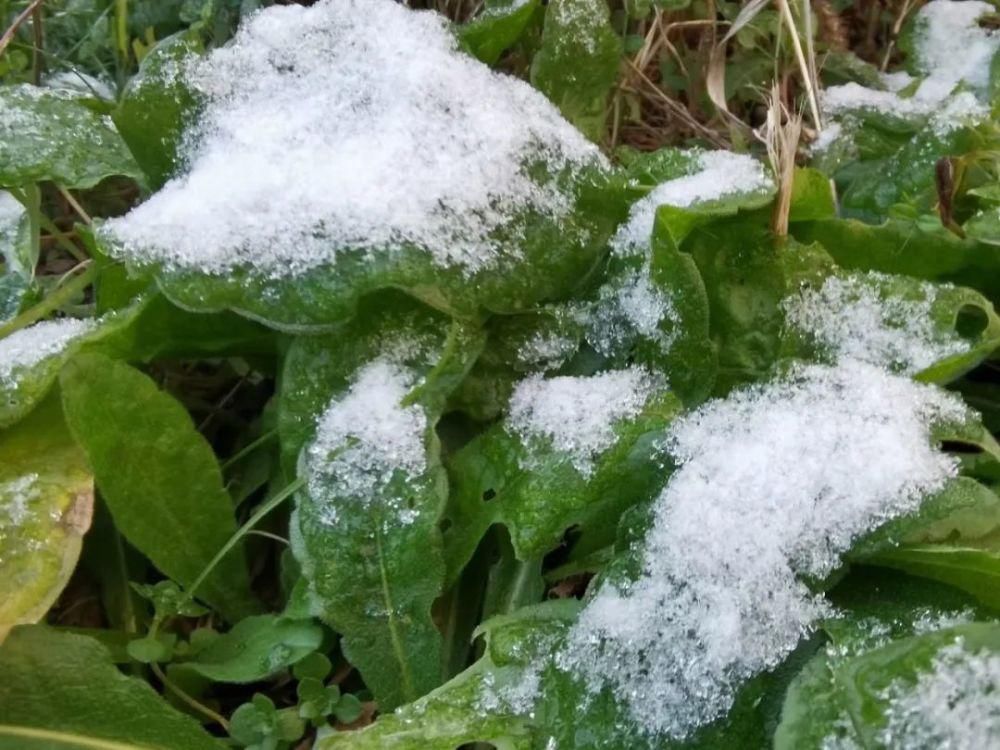 惊艳|注意！如皋初雪惊艳整个朋友圈！降温结冰，上班路上注意安全！