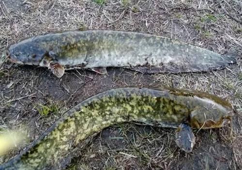 老家|老家山洞口,有百斤大鱼出没,引来钓鱼人天天钓