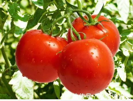 番茄|夏天来了,多吃3种食物,可美容养颜,减少皮肤皱纹,延缓衰老