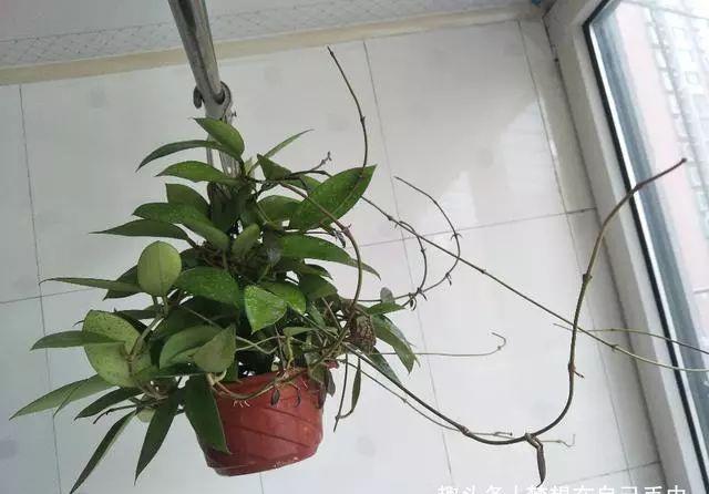球兰|此盆栽花比香水还香,比绿萝还好养,一年四季开花,幽香飘满堂!