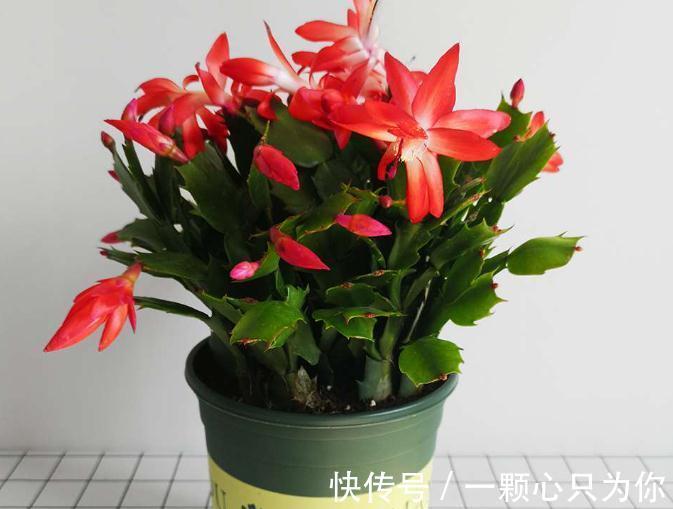 1月前后多注意这4点,家庭盆栽蟹爪兰,从寒冬到暖春不愁没花赏