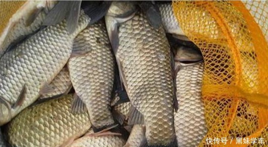 盛世|鲫鱼钓法全攻略,看到这篇的都钓爆护了!——盛世三渔