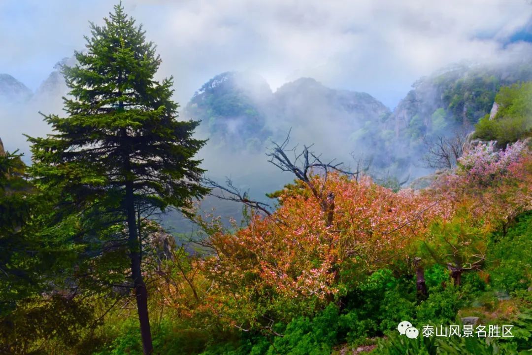 春红|林花谢了春红，醉染流年