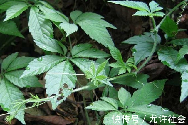 人参|水沟旁的一野草,竟被称为“南方人参”,得三高的不用多吃药了