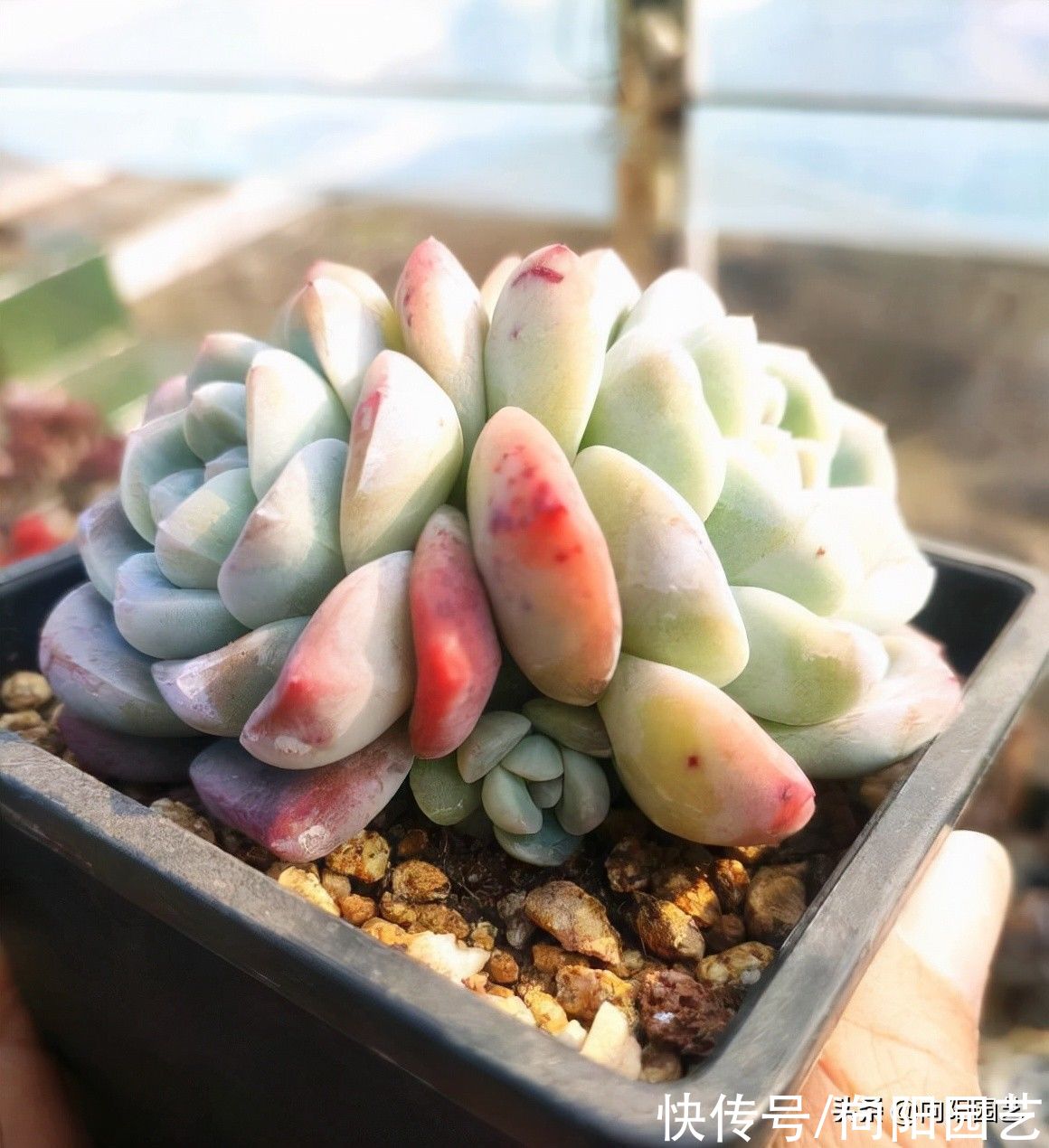 养多肉不会配土，就用8成麦饭石，加上2成泥炭土，实用不烂根