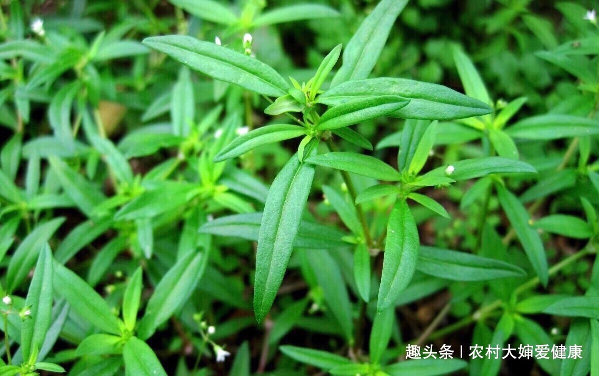 清肠排毒|湿气的克星终于找到了,谁都能吃得起的湿气良药,还清理子宫细菌