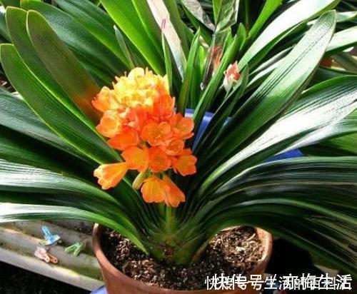 公认的养花万能土,户外挖一些,啥花都喜欢,能省不少钱!