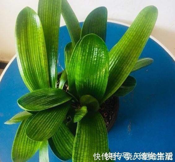 君子兰不长出花箭、开花怎么办?掌握3技巧,接连不断地开花