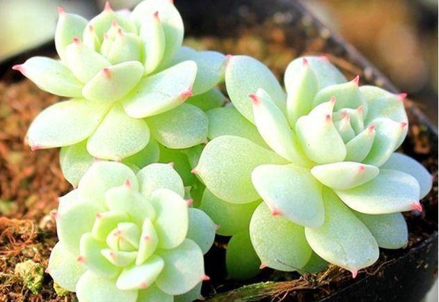 铁线莲|农历7月31号起，最适合养这些花，越晒长越晒，花色鲜艳夺目