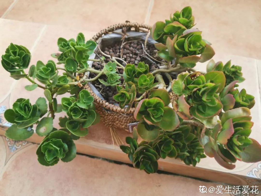 朱顶红|养花的3个坏习惯,赶紧戒掉,不然再好养的花都得挂!