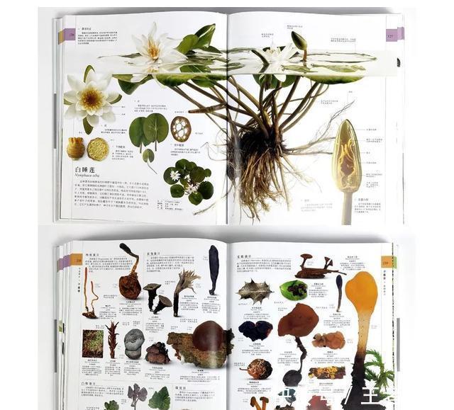 恐龙世界@DK图书大盘点第一季:少儿百科类