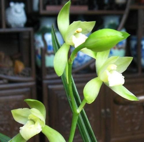  落花|最爱开花的兰花，花色纯洁，香味浓郁，四季不落花，文人雅士最爱