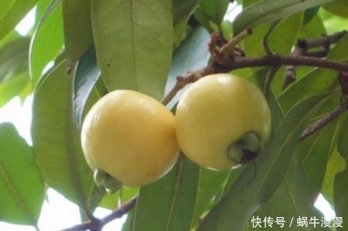 越来越|农村最常见的野果,每天吃几个,咳嗽好了,脾胃也越来越好