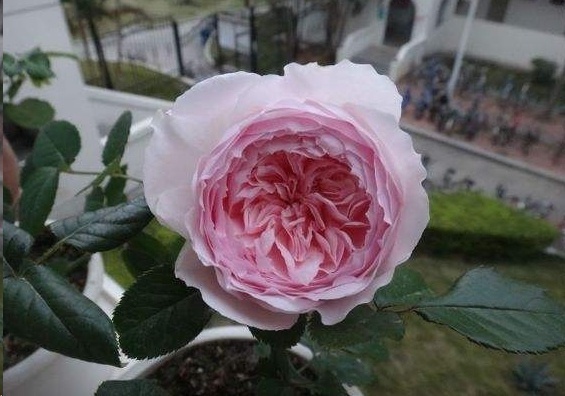 光照|7种一年四季开花的植物,阳台养一盆,天天有花看!