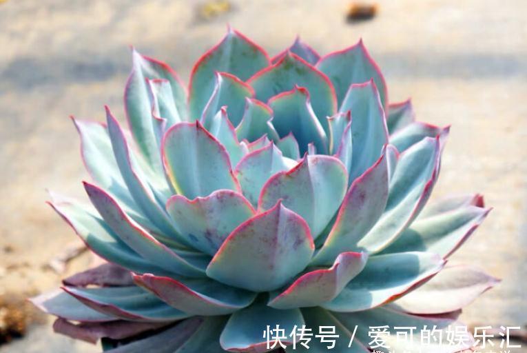 老桩|喜欢薄叶多肉,却没养过蓝光?那就像吃火锅不放香菜一样没有灵魂