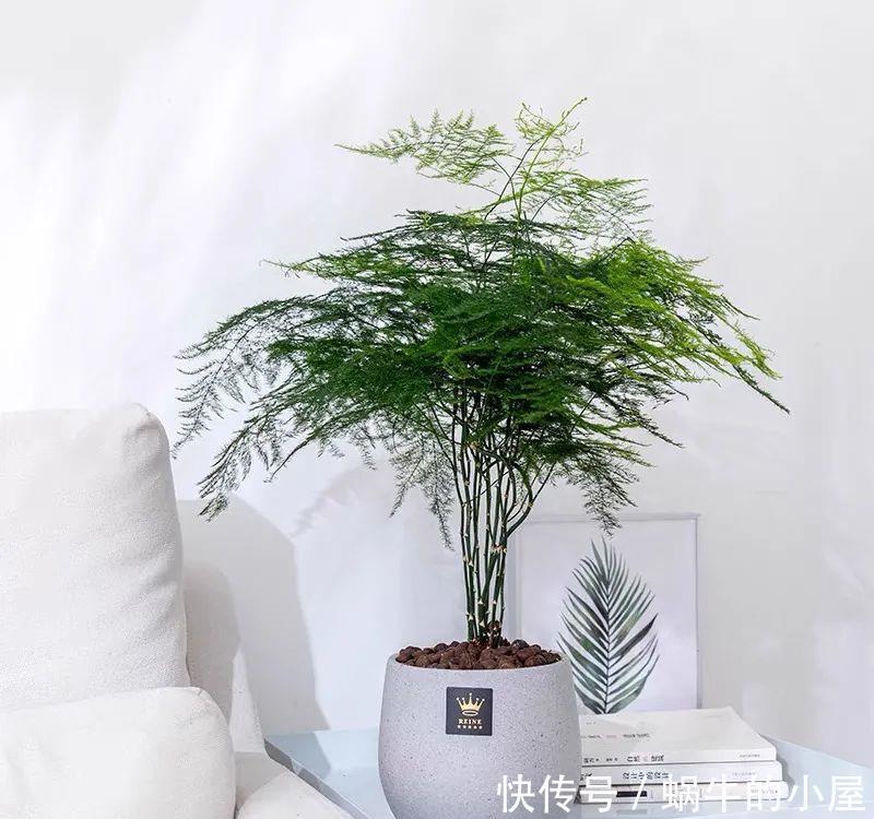 家里养文竹,春天注意这5个小细节,叶绿根壮长势好,满室书香气