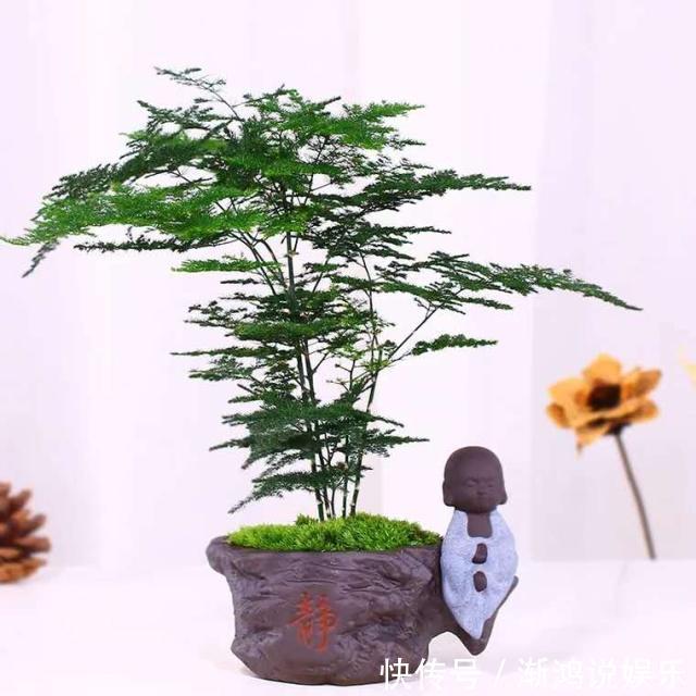 散光处|文竹切勿乱“摆放”,放家里2个“地方”,叶子不黄,长得好!