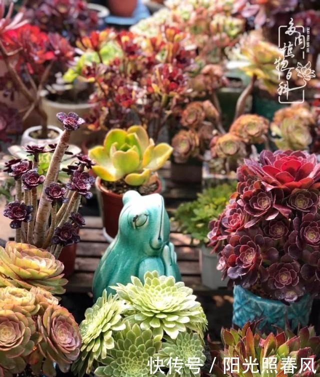 多肉法师欣赏在最美法师季,法师丛中一定住着小天使!