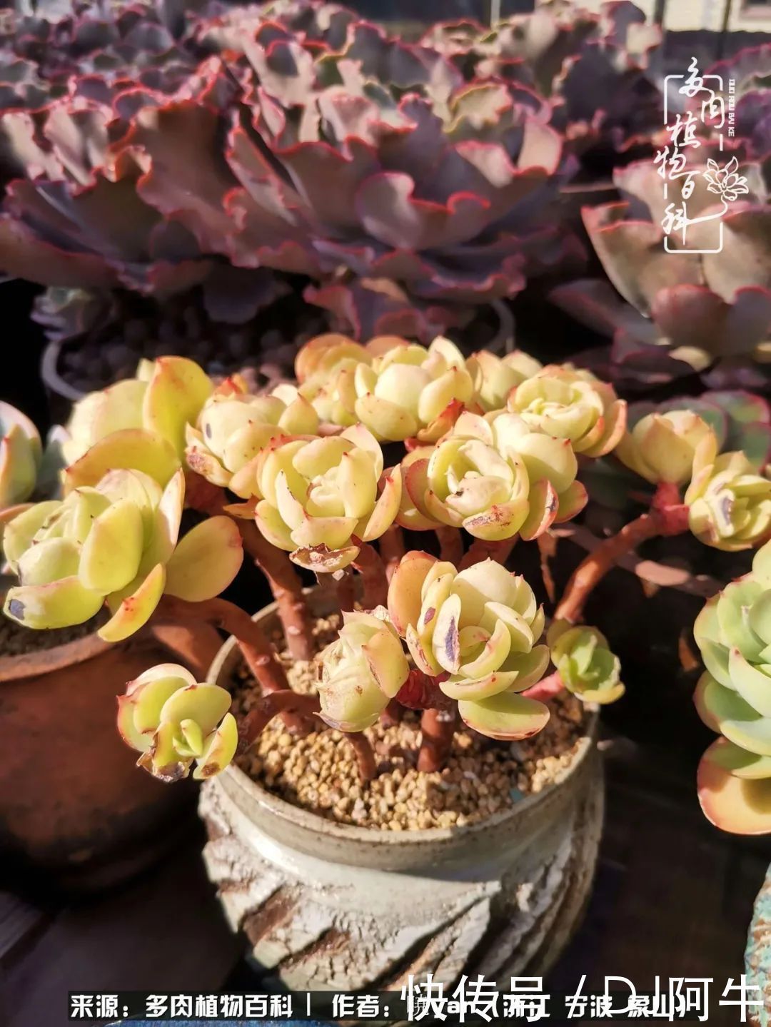 入多肉坑八年,始于初心,一切但求无愧于心