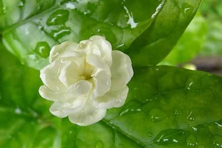 茉莉花总是养不好,掌握几个养护技巧,植株生长速度快,花开不断