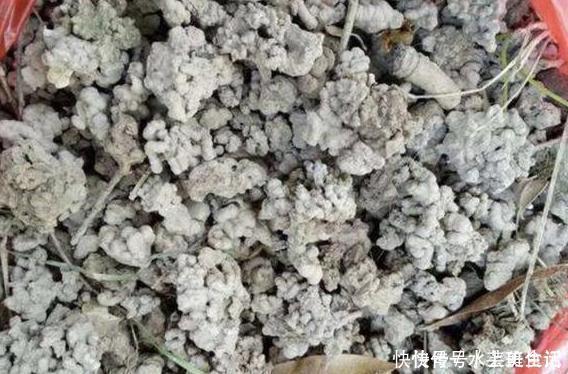 营养价值|居家自制肥：别光盯着淘米水了，用它们做花肥，营养价值更高