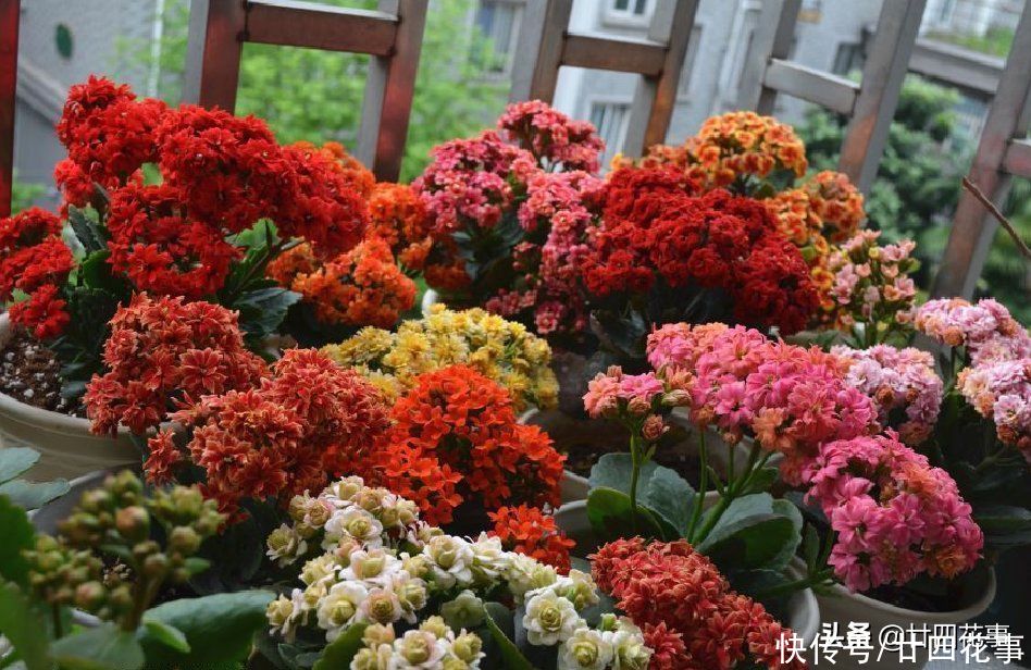 家养长寿花,8月底做件事,做到位复花容易,耽误了年底难见花