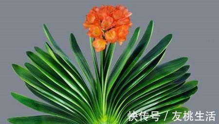 冬天|冬天养君子兰有技巧，掌握几个要点，叶片挺拔如折扇，开花鲜艳！