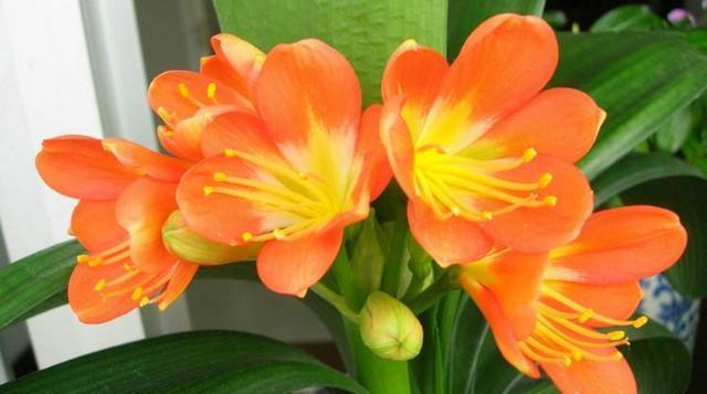 室内养君子兰，只需做好最“关键”2点，根不烂了，叶片又肥又厚