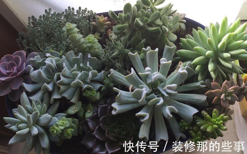 老花匠们|多肉长得好或坏，有很多原因，这3条因素占了一大半