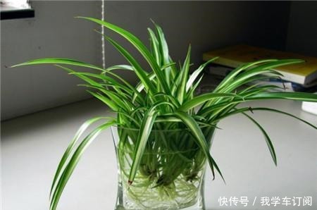 吊兰如何繁殖,想养好它,需要注意什么!