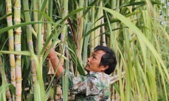 美容养颜|立秋之后,女多吃3种水果,美容养颜,滋养肌肤,皮肤更细腻