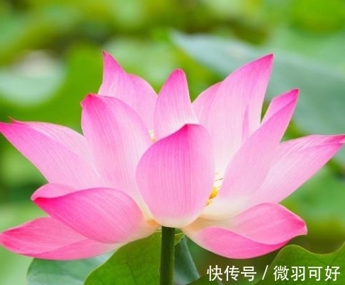 生肖龙|11月上旬，福星高照，4属相桃花朵朵，事业进步，生活蒸蒸日上