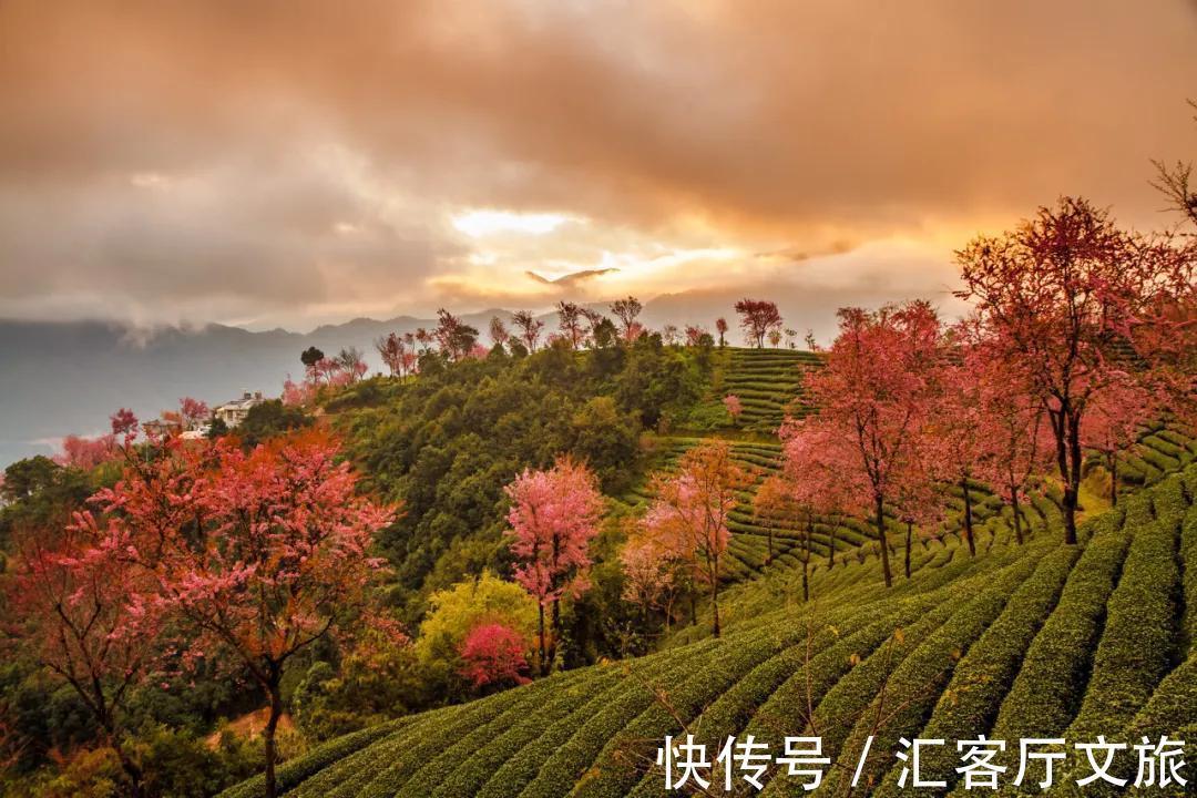 樱花|无量山，云南冬日里一场限定的浪漫！