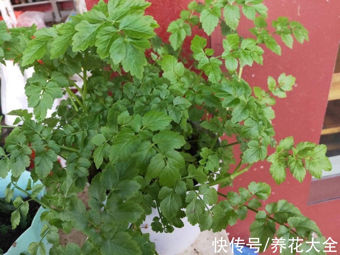5个菜根头别扔，插土里就能活，一个月就能长成小菜园