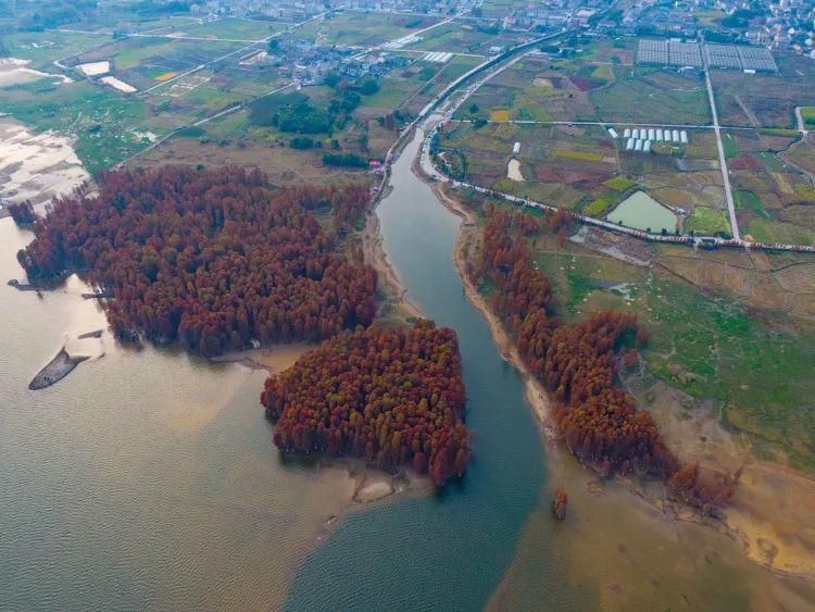 红杉林|这片风景，最近“红”遍余姚人的朋友圈