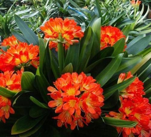  技巧|君子兰施肥技巧，用点这肥水，轻轻松松养好君子兰