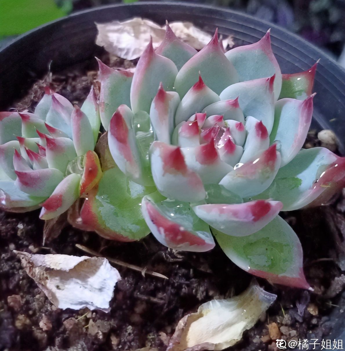 阳台上|10种多肉，正适合封闭小阳台，养起来爆盆特别快