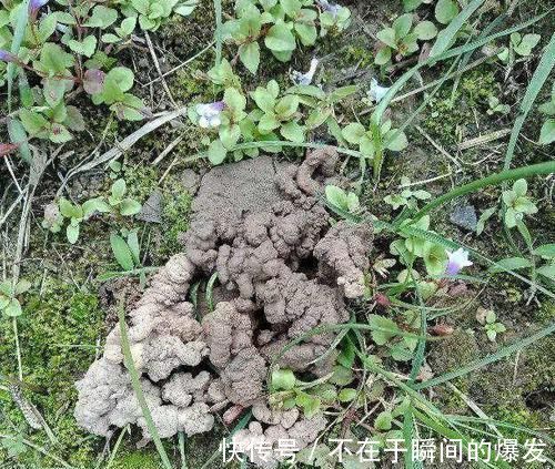 腐叶土|3种“废物”捡回家,扔花盆里,土肥的流油,养花猛长不含糊