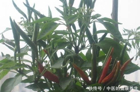 阳台养一盆辣椒，好养又漂亮，一个小技巧，一棵能结10斤！